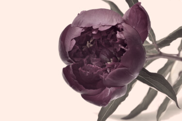 Фотография под названием "Flower_11139" - Michael Vdovin, Подлинное произведение искусства, Цифровая фотография