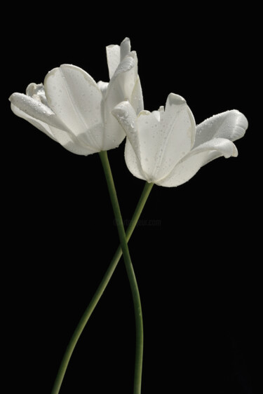 Photographie intitulée "Flower_19681" par Michael Vdovin, Œuvre d'art originale, Photographie numérique