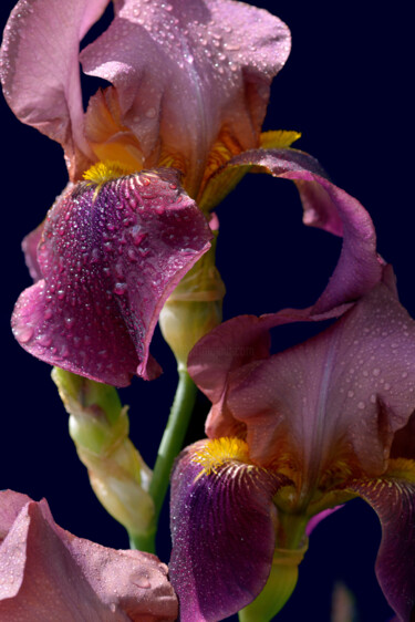 Fotografie getiteld "Flower_17547" door Michael Vdovin, Origineel Kunstwerk, Digitale fotografie