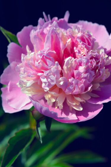 Photography titled "Flower_18535" by Michael Vdovin, Original Artwork, Digital Photography