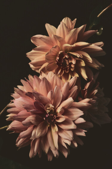 Fotografie mit dem Titel "Flowerissimo_15690" von Michael Vdovin, Original-Kunstwerk, Digitale Fotografie