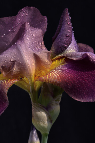 Photography titled "Flower_16707" by Michael Vdovin, Original Artwork, Digital Photography