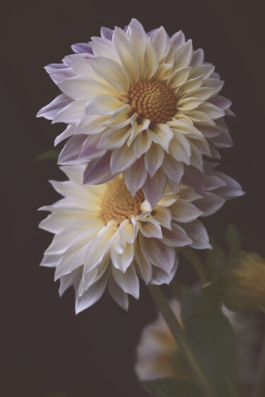 Photography titled "Flowerissimo_14029" by Michael Vdovin, Original Artwork, Digital Photography