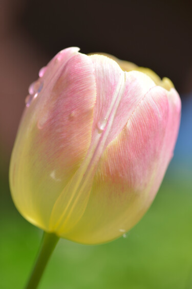 Fotografie mit dem Titel "Flower_14386" von Michael Vdovin, Original-Kunstwerk, Digitale Fotografie