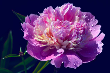 Photographie intitulée "Flower_18403" par Michael Vdovin, Œuvre d'art originale, Photographie numérique