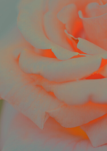 Photography titled "Flowerissimo_11779" by Michael Vdovin, Original Artwork, Digital Photography