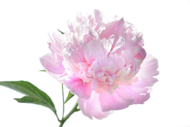 Фотография под названием "Flowerissimo_19305" - Michael Vdovin, Подлинное произведение искусства, Цифровая фотография