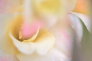 摄影 标题为“Flowerissimo_12451” 由Michael Vdovin, 原创艺术品, 数码摄影