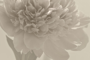 Photographie intitulée "Flowerissimo_16540" par Michael Vdovin, Œuvre d'art originale, Photographie numérique