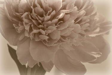 Photographie intitulée "Flowerissimo_16539" par Michael Vdovin, Œuvre d'art originale, Photographie numérique