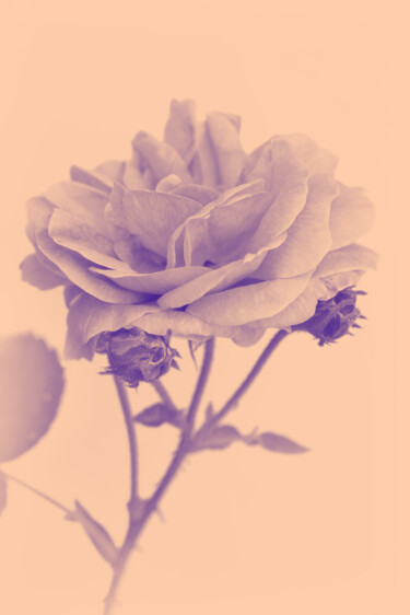 Fotografía titulada "Flowerissimo_19136" por Michael Vdovin, Obra de arte original, Fotografía digital