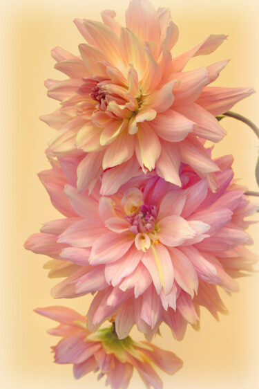 "Flowerissimo_15430" başlıklı Fotoğraf Michael Vdovin tarafından, Orijinal sanat, Dijital Fotoğrafçılık