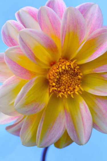 Fotografia intitulada "Flowerissimo_13427" por Michael Vdovin, Obras de arte originais, Fotografia digital