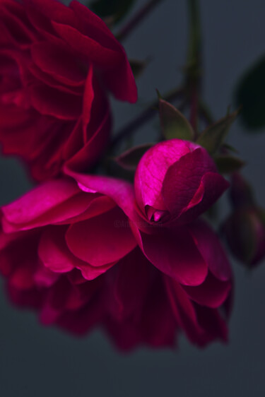 Fotografie mit dem Titel "Flowerissimo_19061" von Michael Vdovin, Original-Kunstwerk, Digitale Fotografie