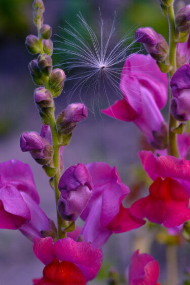 Photographie intitulée "Flower_12583" par Michael Vdovin, Œuvre d'art originale, Photographie numérique