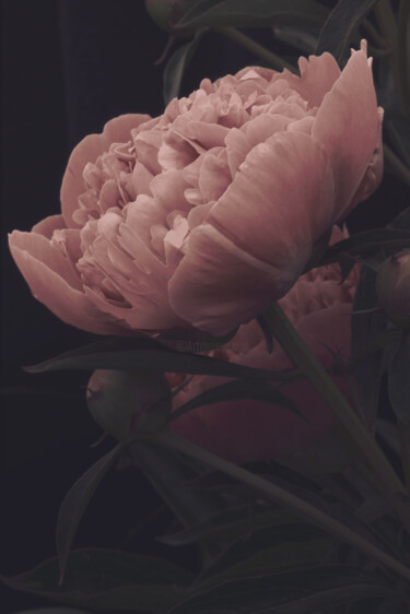 Photography titled "Flowerissimo_10118" by Michael Vdovin, Original Artwork, Digital Photography