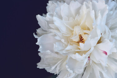 Fotografia zatytułowany „Flowerissimo_14096” autorstwa Michael Vdovin, Oryginalna praca, Fotografia cyfrowa