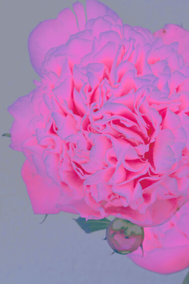 Fotografia zatytułowany „Flowerissimo_10258” autorstwa Michael Vdovin, Oryginalna praca, Fotografia cyfrowa