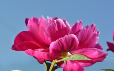 Fotografía titulada "Flowerissimo_15584" por Michael Vdovin, Obra de arte original, Fotografía digital