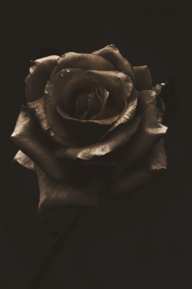 Fotografie mit dem Titel "Flowerissimo_16195" von Michael Vdovin, Original-Kunstwerk, Digitale Fotografie