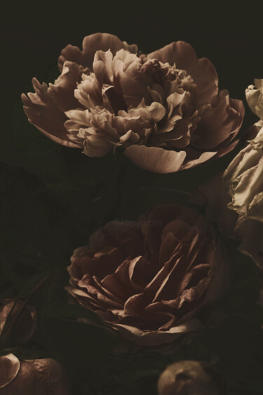 Fotografia zatytułowany „Flowerissimo_16322” autorstwa Michael Vdovin, Oryginalna praca, Fotografia cyfrowa