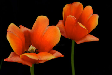 Photographie intitulée "Flowerissimo_10728" par Michael Vdovin, Œuvre d'art originale, Photographie numérique