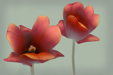 Fotografia zatytułowany „Flowerissimo_10727” autorstwa Michael Vdovin, Oryginalna praca, Fotografia cyfrowa