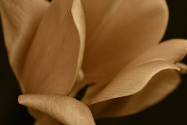 Fotografia intitulada "Flowerissimo_10715" por Michael Vdovin, Obras de arte originais, Fotografia digital