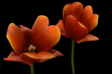 Photographie intitulée "Flowerissimo_10730" par Michael Vdovin, Œuvre d'art originale, Photographie numérique