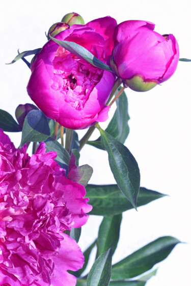 Fotografía titulada "Flowerissimo_17951" por Michael Vdovin, Obra de arte original, Fotografía digital