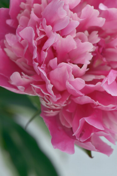 Fotografie mit dem Titel "Flowerissimo_16884" von Michael Vdovin, Original-Kunstwerk, Digitale Fotografie