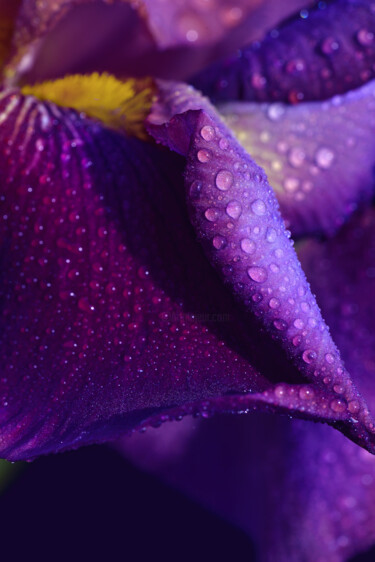 Fotografie mit dem Titel "Flowerissimo_16699" von Michael Vdovin, Original-Kunstwerk, Digitale Fotografie