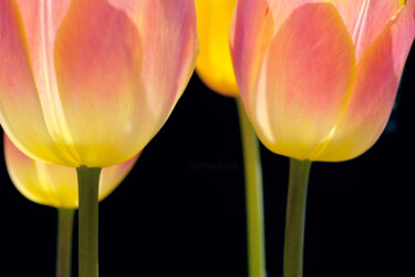 Фотография под названием "Flowerissimo_10219" - Michael Vdovin, Подлинное произведение искусства, Цифровая фотография