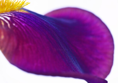 摄影 标题为“Flowerissimo_16593” 由Michael Vdovin, 原创艺术品, 数码摄影