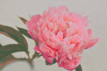 Фотография под названием "Flowerissimo_16942" - Michael Vdovin, Подлинное произведение искусства, Цифровая фотография
