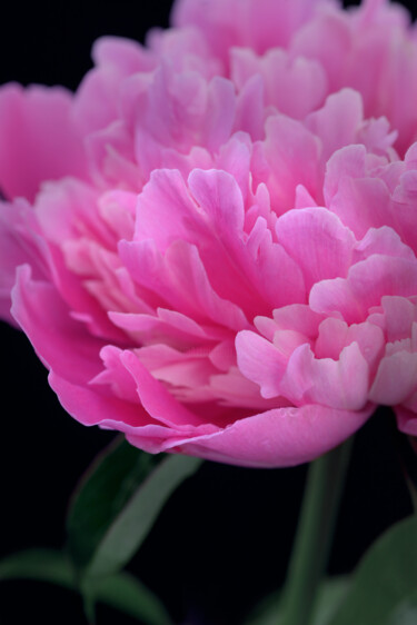 Fotografie mit dem Titel "Flowerissimo_16863" von Michael Vdovin, Original-Kunstwerk, Digitale Fotografie