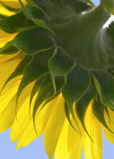 Фотография под названием "Flowerissimo_18424" - Michael Vdovin, Подлинное произведение искусства, Цифровая фотография