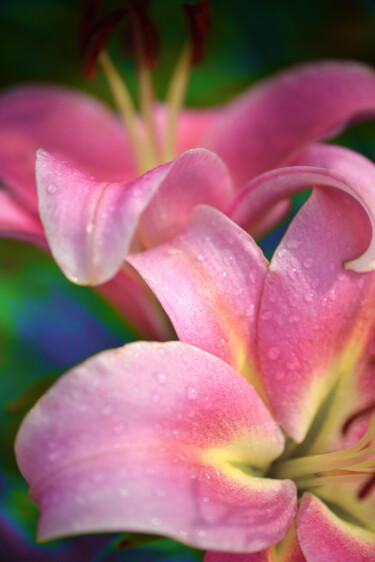 Фотография под названием "Flowerissimo_14872" - Michael Vdovin, Подлинное произведение искусства, Цифровая фотография