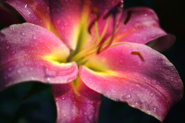 Photography titled "Flowerissimo_14876" by Michael Vdovin, Original Artwork, Digital Photography