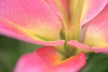摄影 标题为“Flowerissimo_14701” 由Michael Vdovin, 原创艺术品, 数码摄影