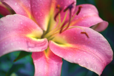 Fotografie mit dem Titel "Flowerissimo_14866" von Michael Vdovin, Original-Kunstwerk, Digitale Fotografie