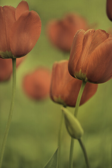Фотография под названием "Flowerissimo_17174" - Michael Vdovin, Подлинное произведение искусства, Цифровая фотография