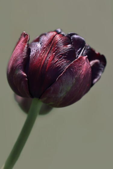 Photography titled "Flowerissimo_17510" by Michael Vdovin, Original Artwork, Digital Photography