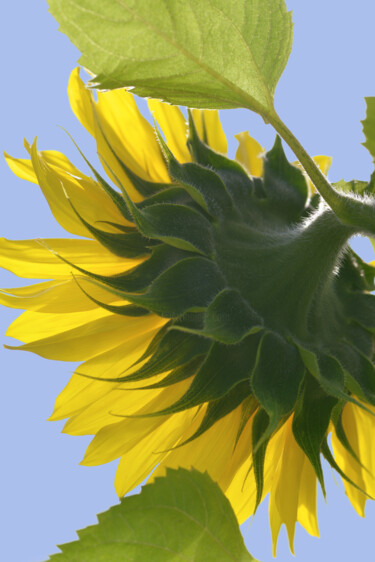 Фотография под названием "Flowerissimo_18428" - Michael Vdovin, Подлинное произведение искусства, Цифровая фотография