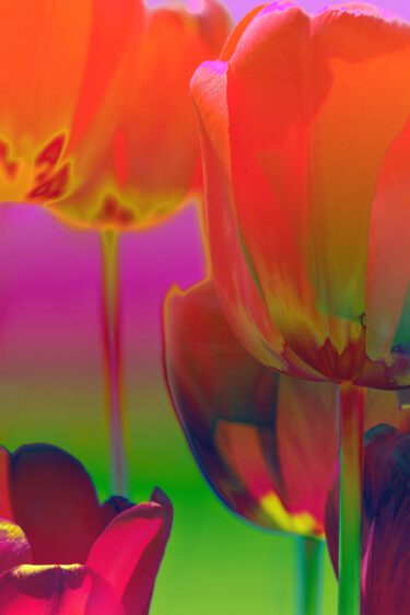 Photographie intitulée "Flowerissimo_17869" par Michael Vdovin, Œuvre d'art originale, Photographie numérique