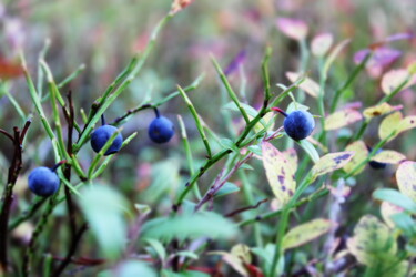 Fotografie mit dem Titel "blueberry." von Veera Zukova, Original-Kunstwerk, Digitale Fotografie