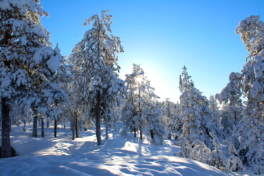 Fotografia intitolato "Finland, forest, La…" da Veera Zukova, Opera d'arte originale, Fotografia digitale