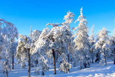Fotografia intitolato "Lapland in winter" da Veera Zukova, Opera d'arte originale, Fotografia digitale
