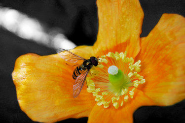 제목이 "Orange bee"인 사진 Marjon Veldman로, 원작