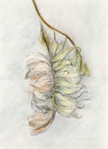 Zeichnungen mit dem Titel "Delicate Sunflower" von Vera Almeida, Original-Kunstwerk, Graphit